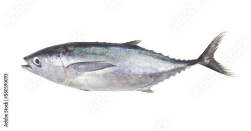 Fresh raw bluefin tuna fish isolated on white background 
