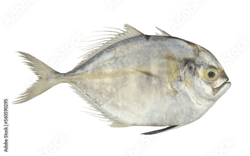 Raw threadfin jack fish isolated on white background 
