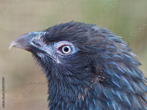 Obraz na plátne A closeup portrait of a majestic female Pheasant Coucal in outstanding beauty