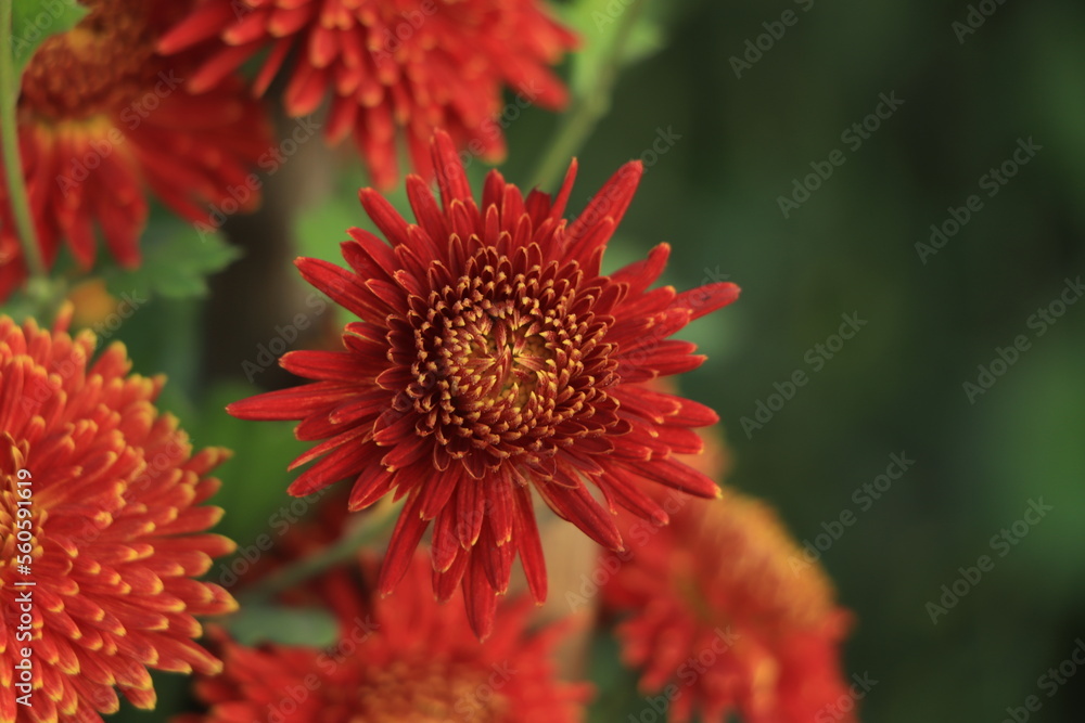 Winter hardy orange chrysanthemums in the garden. Winter hardy orange chrysanthemums in the garden.