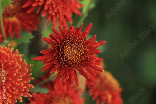Winter hardy orange chrysanthemums in the garden.