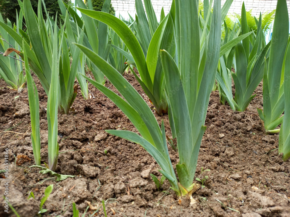 Growing irises, flowering plants in open ground. Growing irises, flowering plants in open ground.