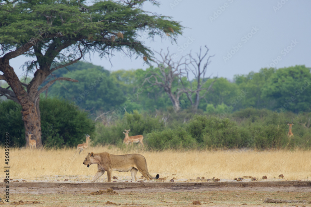 female lion in Zimbabwe, Africa female lion in Zimbabwe, Africa