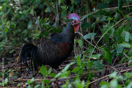 Green junglefowl Gallus varius in Baluran National Park, East Java, Indonesia photo