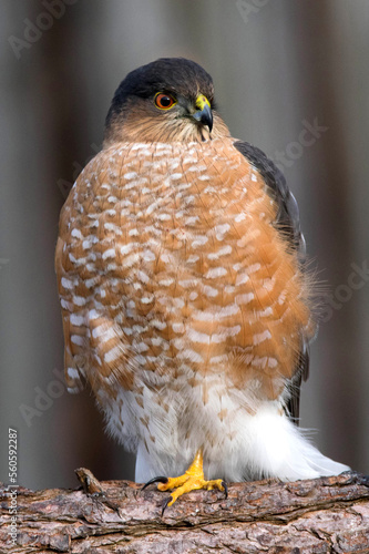 Adult Sharp Shinned hawk.