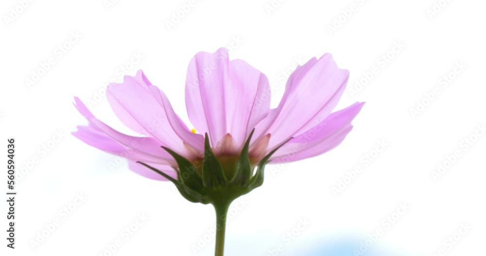 Back view of blooming pink flowers in full sunlight. Back view of blooming pink flowers in full sunlight.