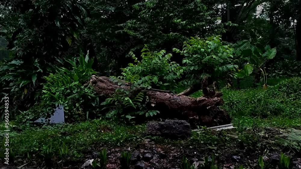 slowmotion rain fall water drops on dark thick rain forest with big log of wood tree in the evening or early morning slowmotion rain fall water drops on dark thick rain forest with big log of wood tree in the evening or early morning