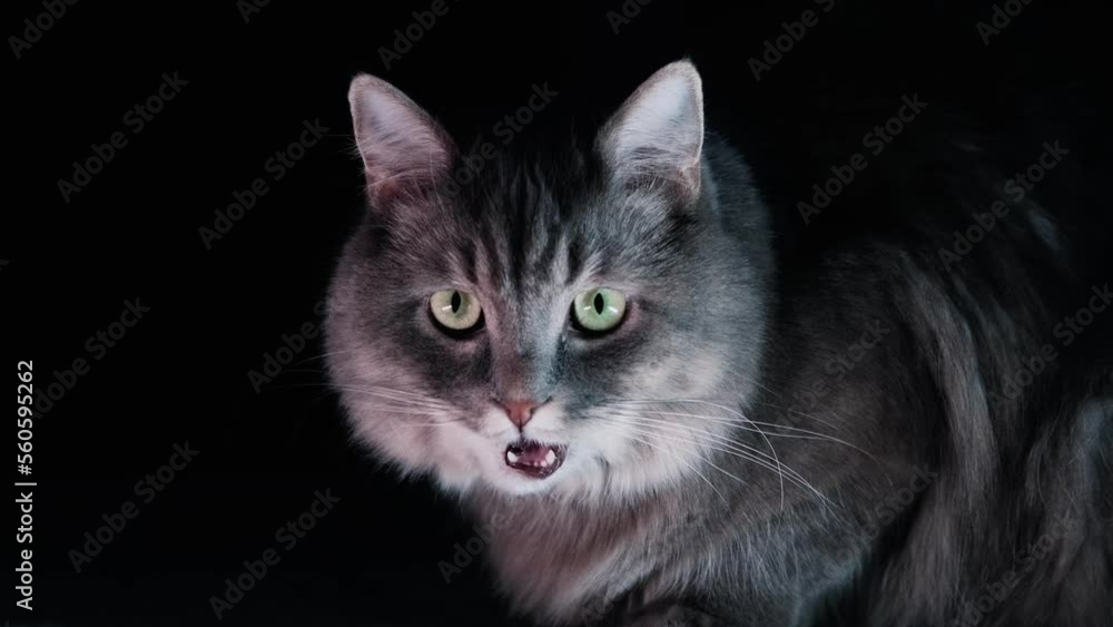 Portrait of an adorable cat on an isolated black background. Licking and looking at the camera
Portrait of an adorable cat on an isolated black background. Licking and looking at the camera