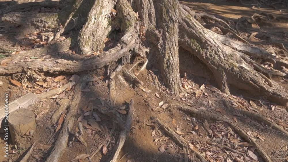 walk around tree roots, slow rotating shot walk around tree roots, slow rotating shot