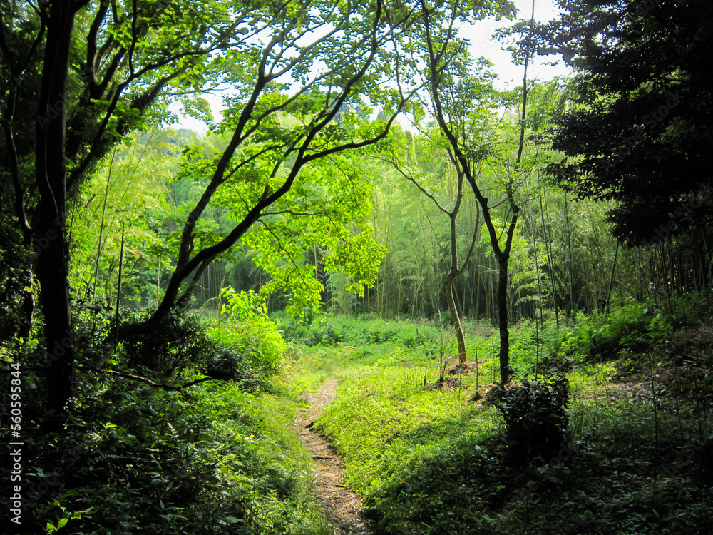 Fototapeta premium 森