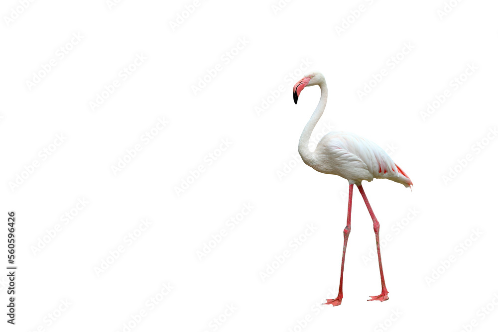 Fototapeta premium Beautiful flamingo isolated on transparent background.