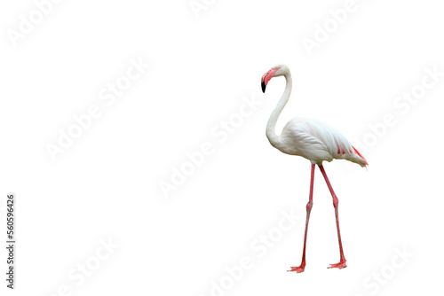 Beautiful flamingo isolated on transparent background.	