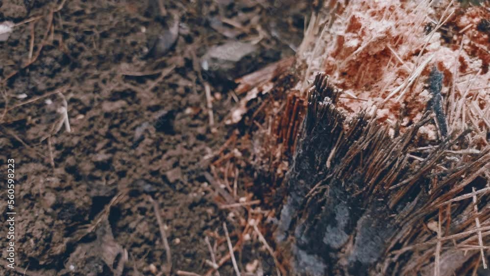 ants colony lived in dead old torned apart palm tree ants colony lived in dead old torned apart palm tree