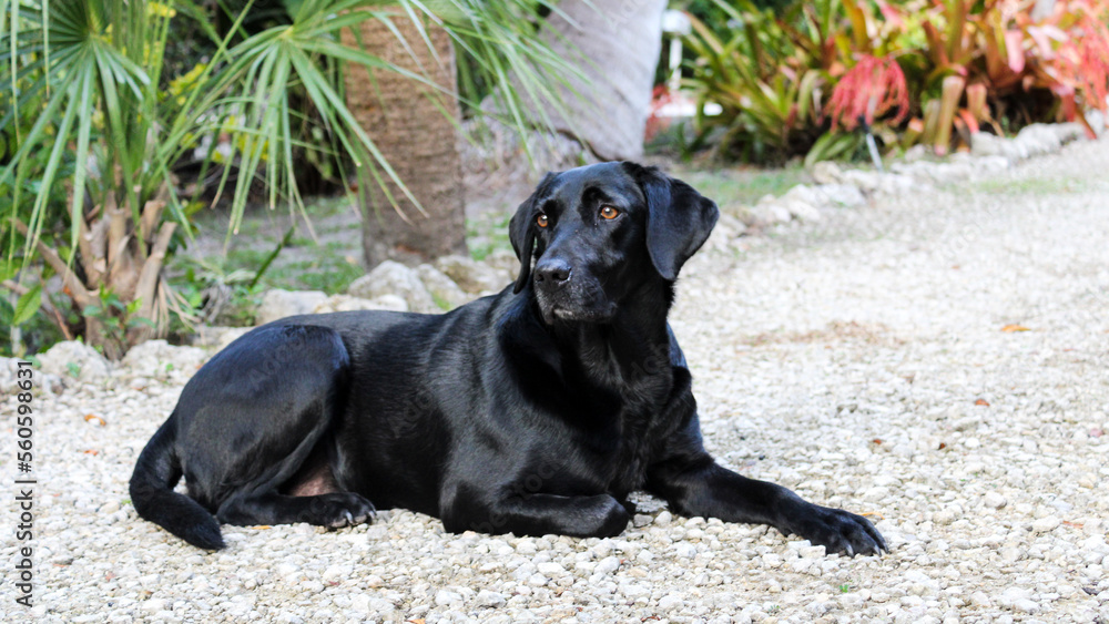 black lab laying in the garden