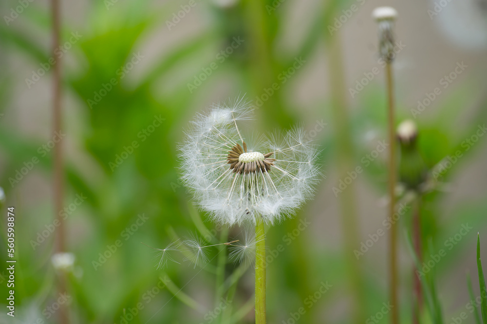 Fototapeta premium Detail of bright common dandelions in meadow