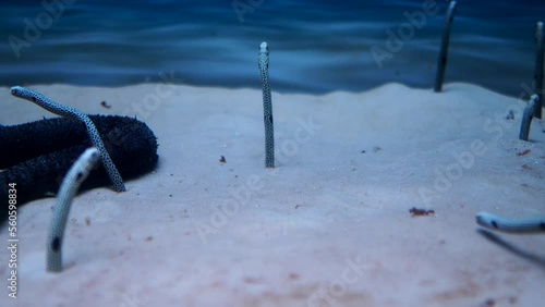 Sand conger eel in a large aquarium. Stock video. High quality 4k footage photo