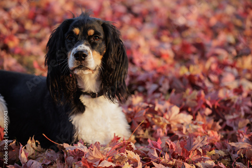 English Springer Spaniel in Fall leaves 