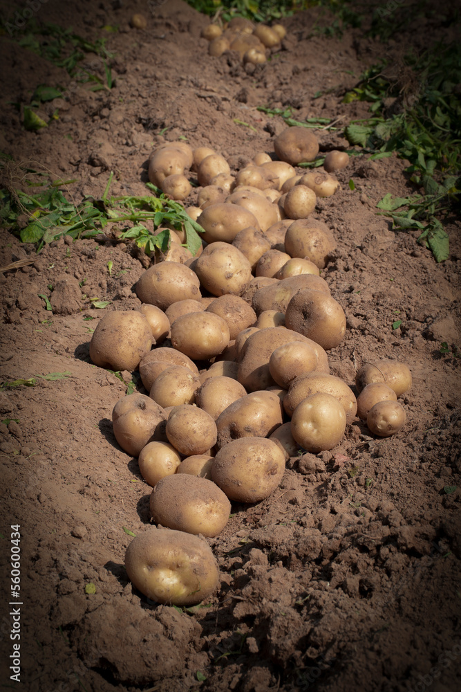 Fresh potatoes are placed on the ground.Potato garden. Fresh potatoes are placed on the ground.Potato garden.