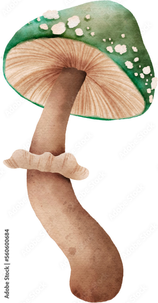 Φωτογραφία mushroom forest watercolor  illustration botanical