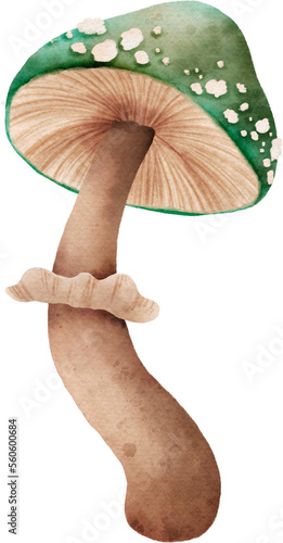 mushroom forest watercolor  illustration botanical photo