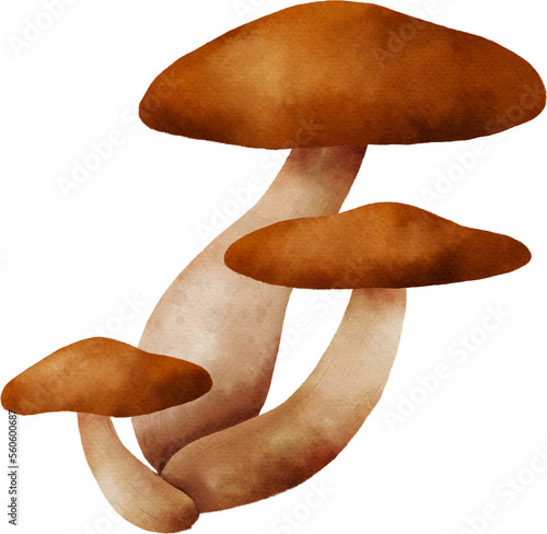 mushroom forest watercolor  illustration botanical