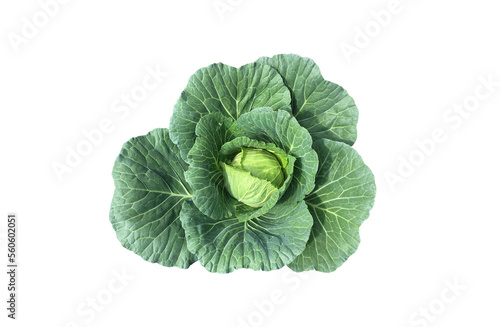 Isolated green cabbage head with clipping path.