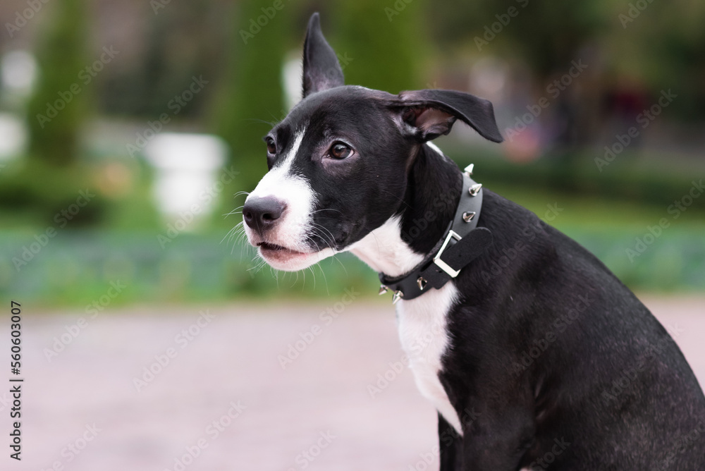 Close-up of a cute puppy wearing a spiked collar. Walk in the park with a dog. Makes faces. Dog mix: Staffordshire Terrier and Pit Bull Terrier