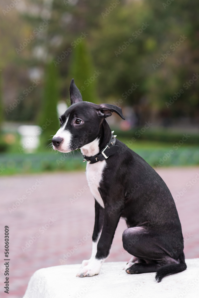 Close-up of a cute puppy wearing a spiked collar. Walk in the park with a dog. Dog mix: Staffordshire Terrier and Pit Bull Terrier