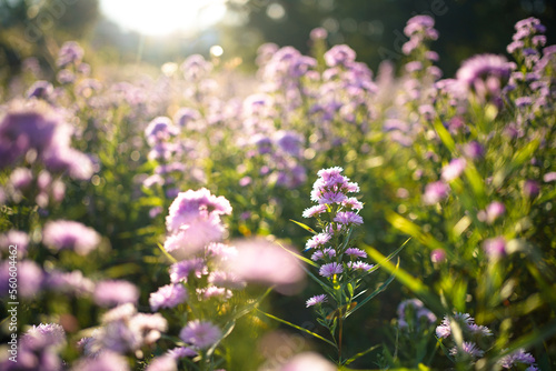 Small purple flower on a bright sunny afternoon day