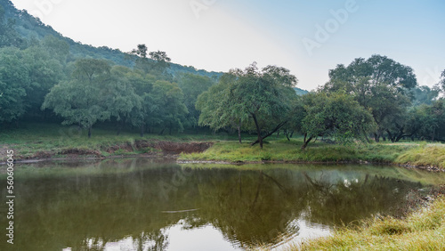 A calm lake in the jungle is a watering place for animals. Lush green vegetation on the shore - trees, grass. Blue sky. Reflection. India. Ranthambore National Park.