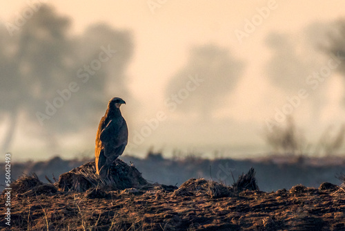 The marsh harriers are birds of prey of the harrier subfamily photo