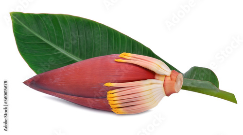 blossom of the banana tree  isolated
