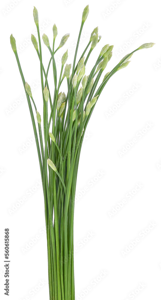 Onion Flower Stem isolated on white background