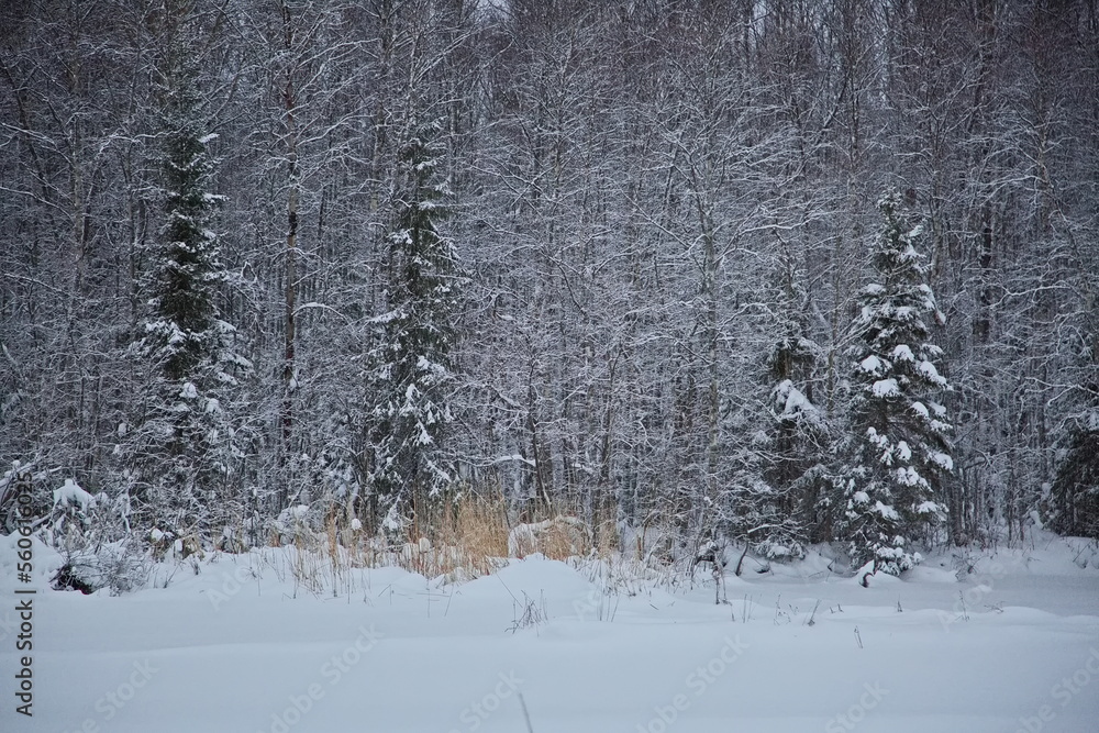 Fototapeta premium Russian forest after the January snowfall.
