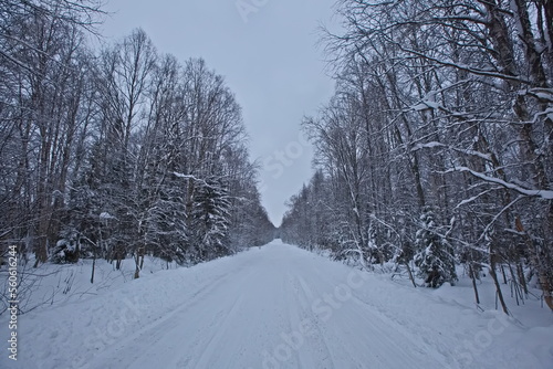 Winter road to the village of Patrakeevka, Arkhangelsk region. © Олег Раков