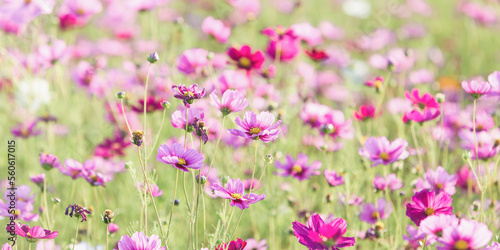 field of cosmos flowers blooming in garden in the summer, cosmos flower field nature background © minicase
