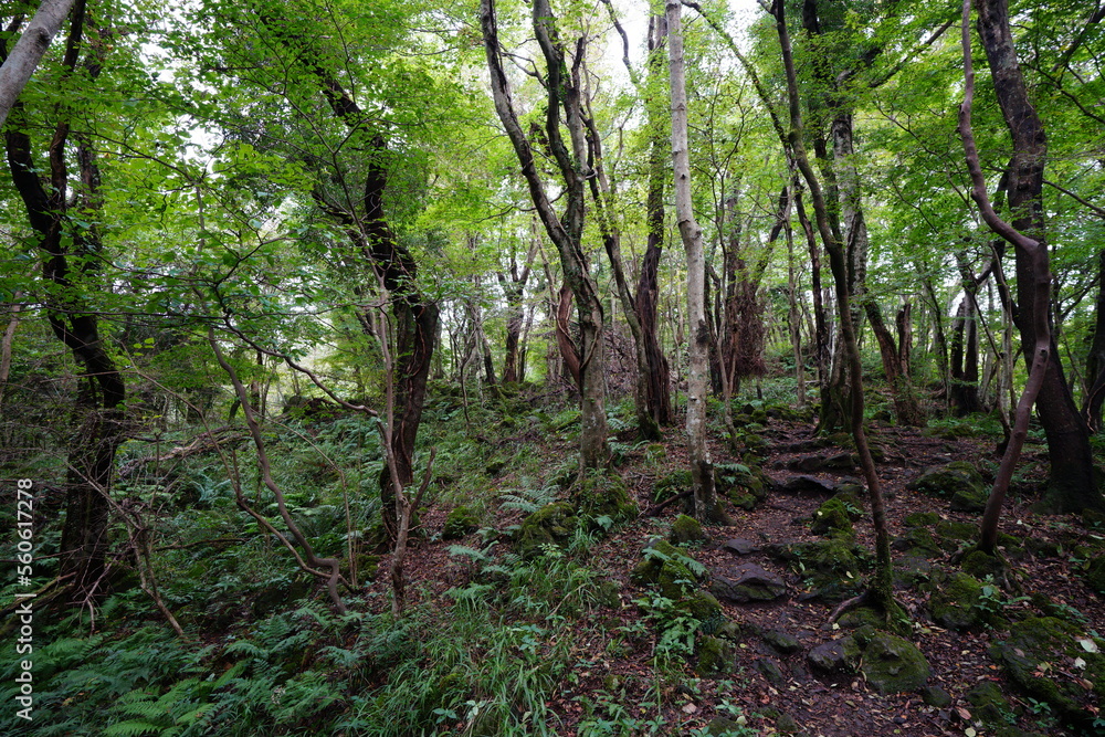 Obraz premium fine path to deep forest