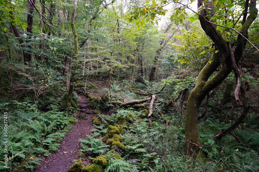 Obraz premium fine path along mossy rocks and trees