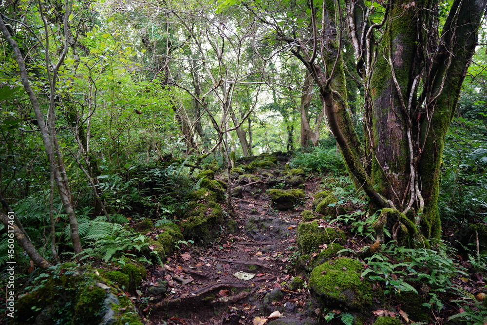 Fototapeta premium old path in deep forest