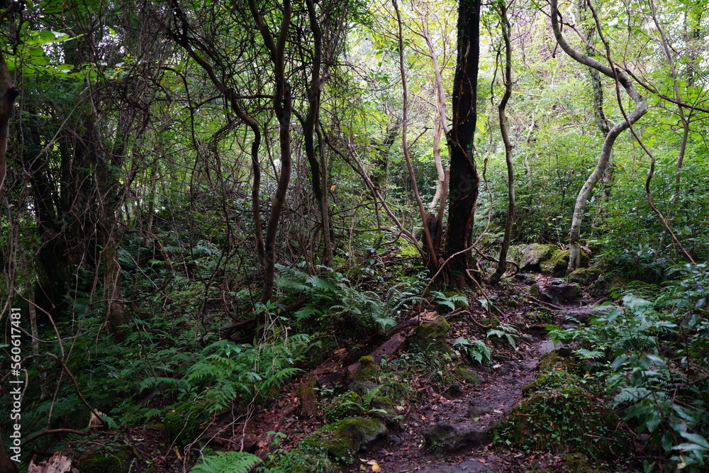forest path through vines and mossy trees forest path through vines and mossy trees