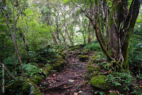 old path in deep forest