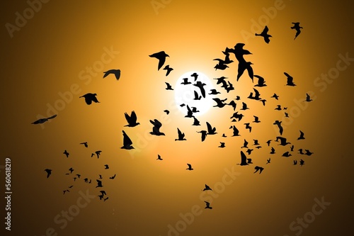 Big flock of wild birds at beautiful sky