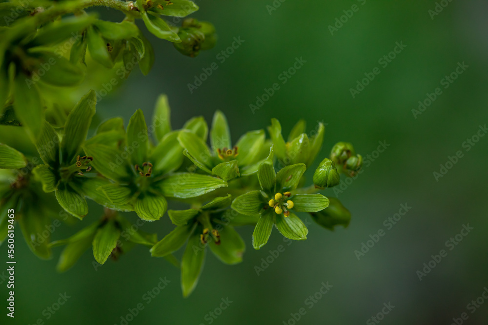 Veratrum album flower growing in mountains, close up Veratrum album flower growing in mountains, close up