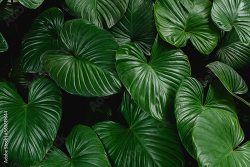 tropical leaves  dark green foliage  abstract green texture  nature background  tropical leaf