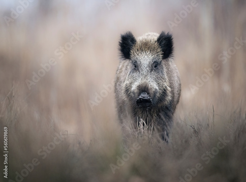 Slika na platnu Wild boar close up ( Sus scrofa )