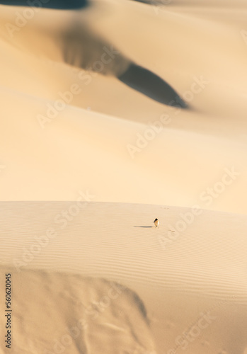 Tiny bird leaving the footprints in the sand, seems even tinier and the sand dune seems even bigger, desert in Qatar, asia