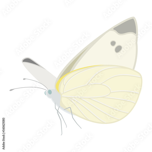 Vector illustration of flying cabbage white butterfly isolated on background.