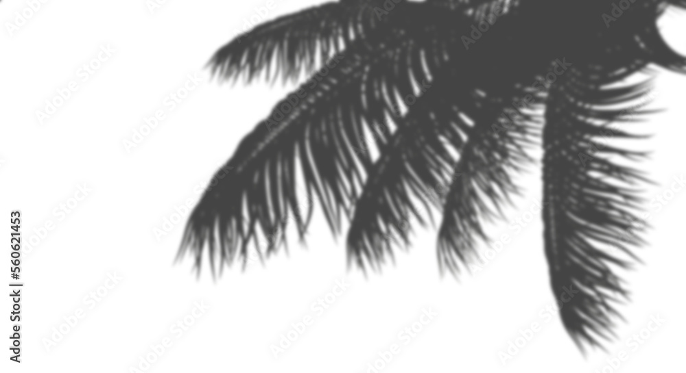 Coconut palm leaves blur shadow shade cut out backgrounds 3d illustration