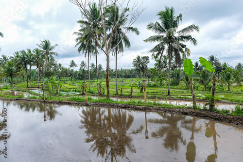 Reflection of palm trees in rice field water after the rain in Yogyakarta, Indonesia