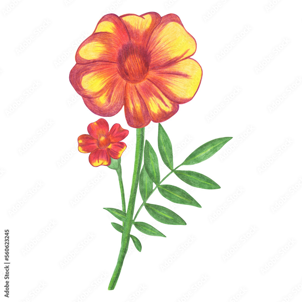 Red Marigold with Green Leaves Isolated on White Background. Marigold Flower Element Drawn by Colored Pencil. Red Marigold with Green Leaves Isolated on White Background. Marigold Flower Element Drawn by Colored Pencil.